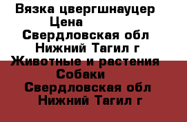 Вязка цвергшнауцер › Цена ­ 1 000 - Свердловская обл., Нижний Тагил г. Животные и растения » Собаки   . Свердловская обл.,Нижний Тагил г.